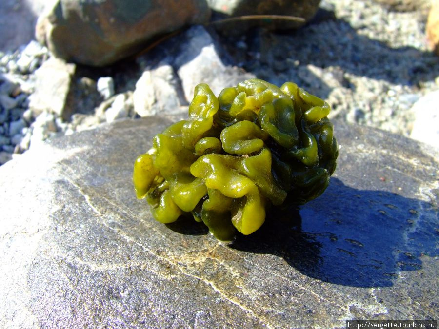 Интересные водоросли. Это называется Бабуй — Бабуй Пуэрто-Принсеса, остров Палаван, Филиппины