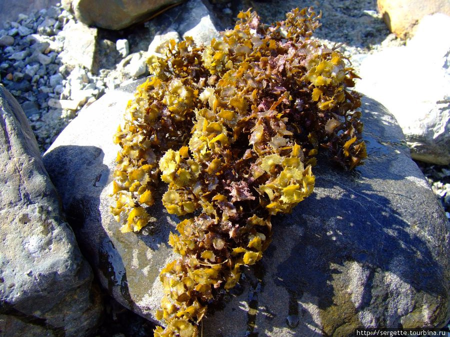 Интересные водоросли Пуэрто-Принсеса, остров Палаван, Филиппины