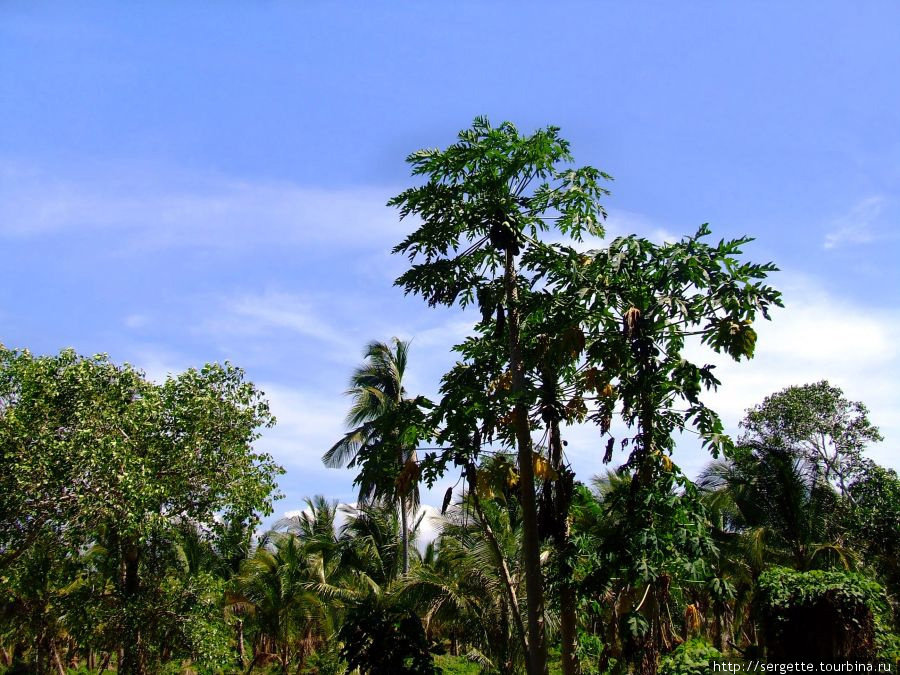 Это папайя дерево Пуэрто-Принсеса, остров Палаван, Филиппины