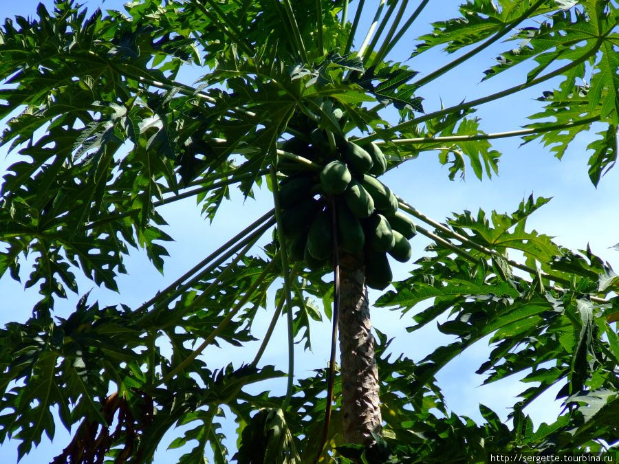 Его плоды Пуэрто-Принсеса, остров Палаван, Филиппины