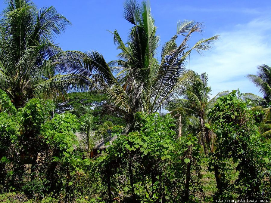 Домик в зарослях Пуэрто-Принсеса, остров Палаван, Филиппины