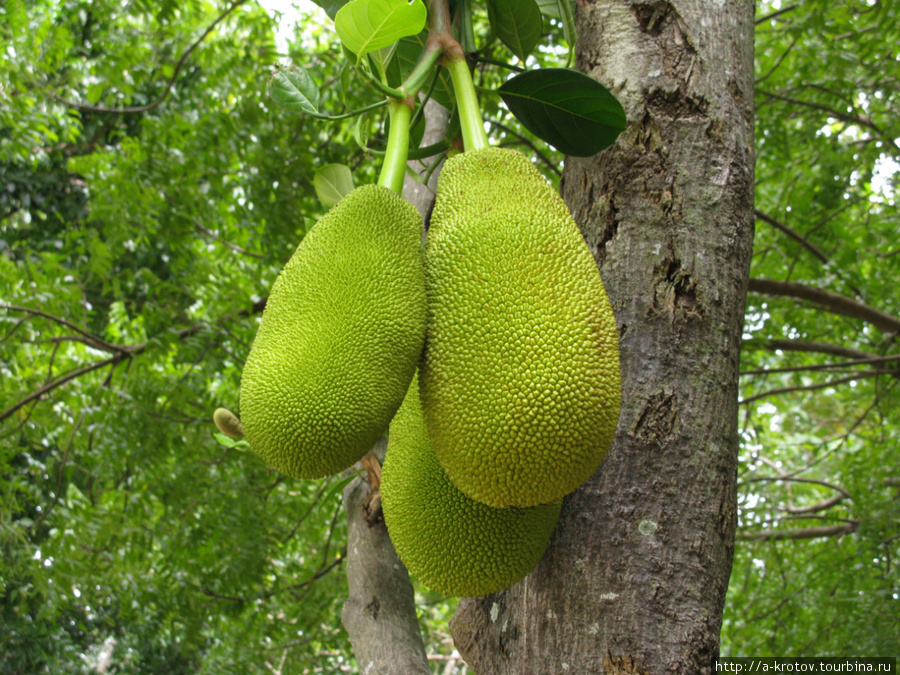 Джек-фруты — самые большие фрукты в мире Алкой, остров Себу, Филиппины