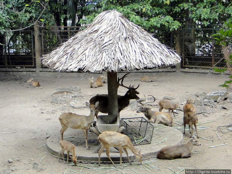 Ботанико-зоологические радости Сайгона — 2 Хошимин, Вьетнам