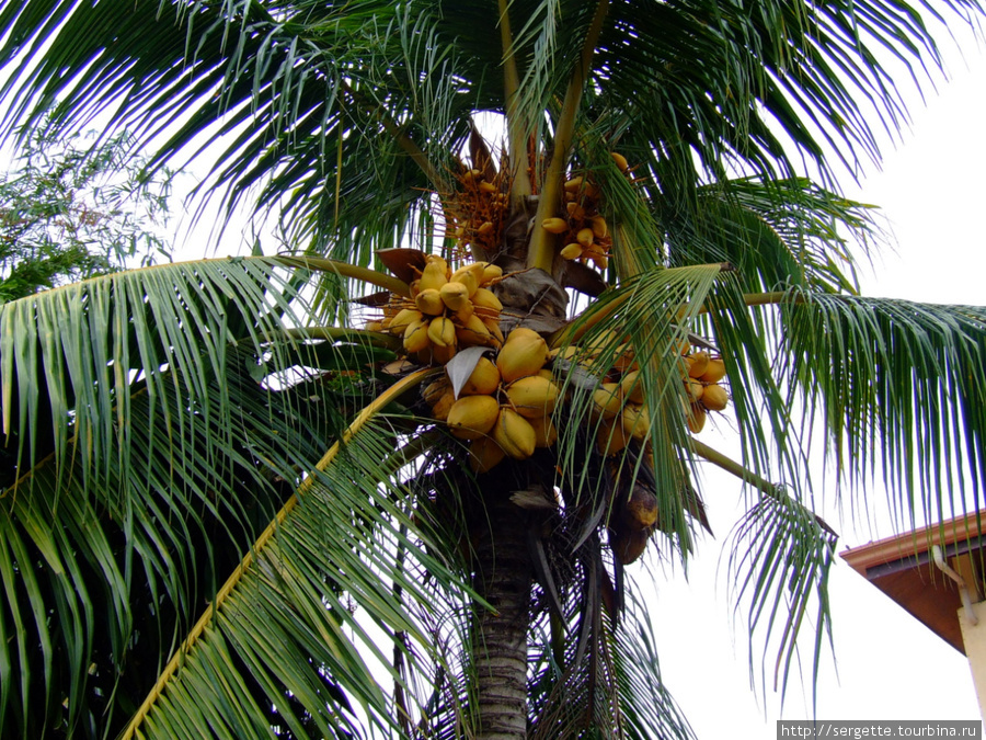 Поглядывать на верх надо, кокосы поспевают. Можно и баунти по голове получить Пуэрто-Принсеса, остров Палаван, Филиппины