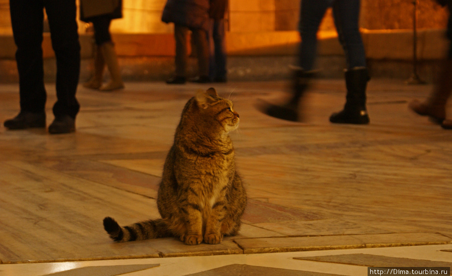 Кошка, которая любит внимание Стамбул, Турция