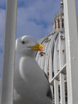 Чайка с удовольствием позировала на куполе базилики святого Петра.