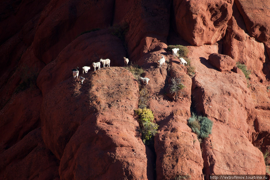Горные козлы на одной из скал. Иссык-Кульская область, Киргизия