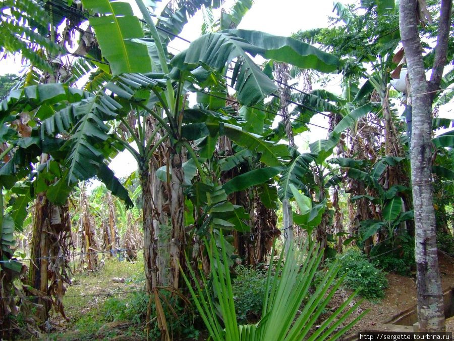 Типичный банановый огород Пуэрто-Принсеса, остров Палаван, Филиппины