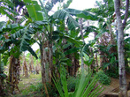 Типичный банановый огород