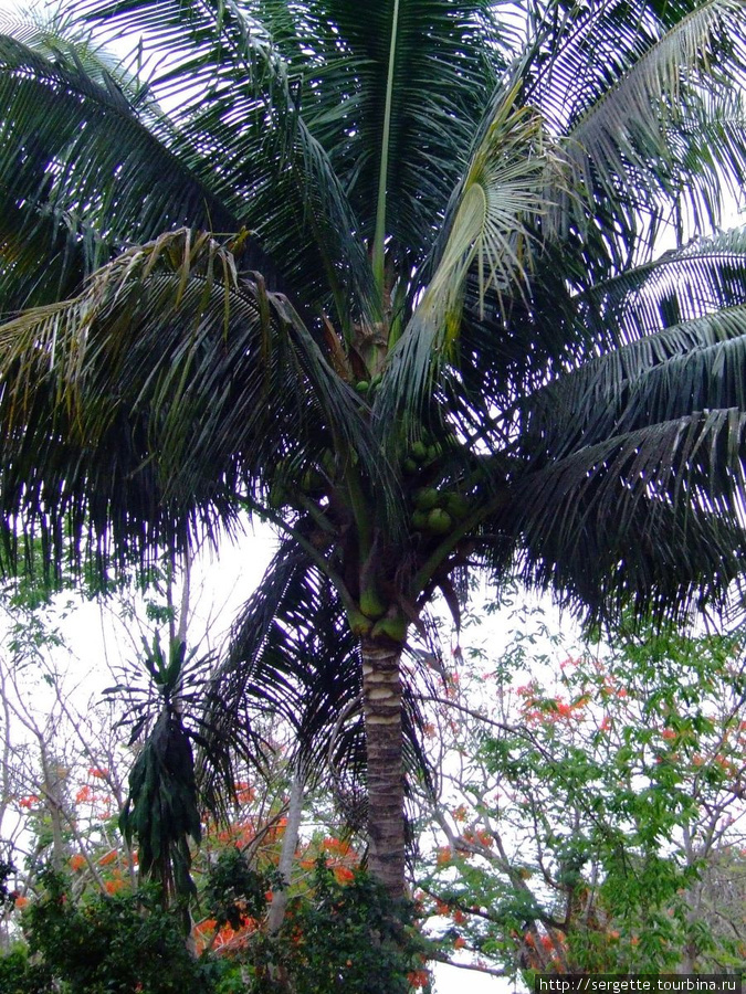 Кокосовые пальмы в городе  это нормально Пуэрто-Принсеса, остров Палаван, Филиппины