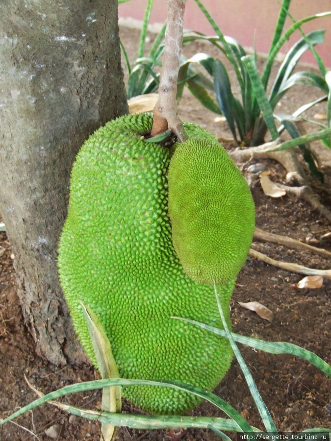 Джекфрут. Его плоды бывают огромными и растут всегда в нижней части дерева иногда опираясь на землю Пуэрто-Принсеса, остров Палаван, Филиппины