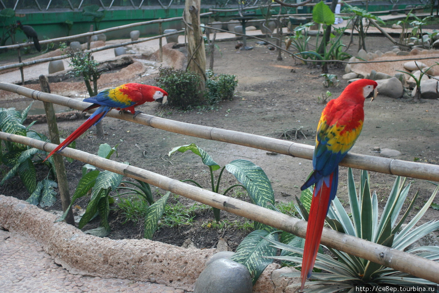 Зоопарк в парке-музее Ла Вента Вильяэрмоса, Мексика