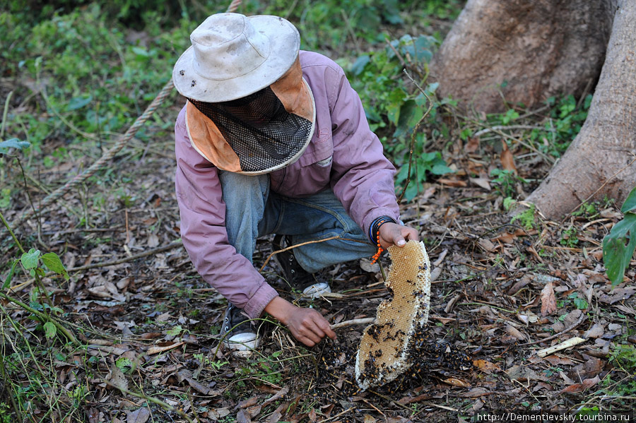 Охота  за  пчелинным  мёдом(уходящие традиции Непала). Зона Лумбини, Непал
