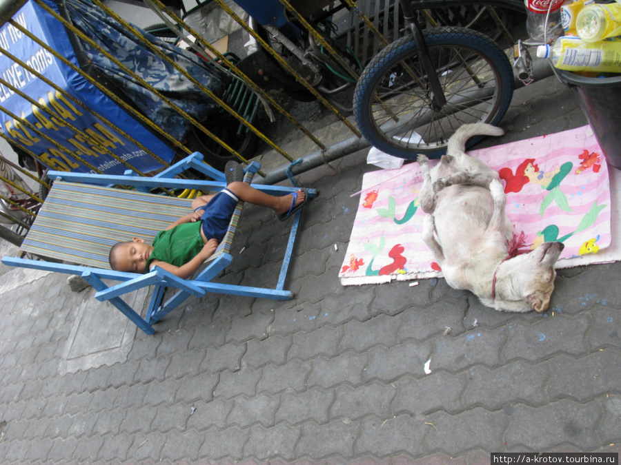 Здоровый сон — спят и люди, и животные Манила, Филиппины