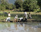 Посадка рисовых ростков в Камбодже