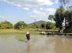 Камбоджийское рисовое поле