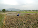 Рисовое поле Вьетнама