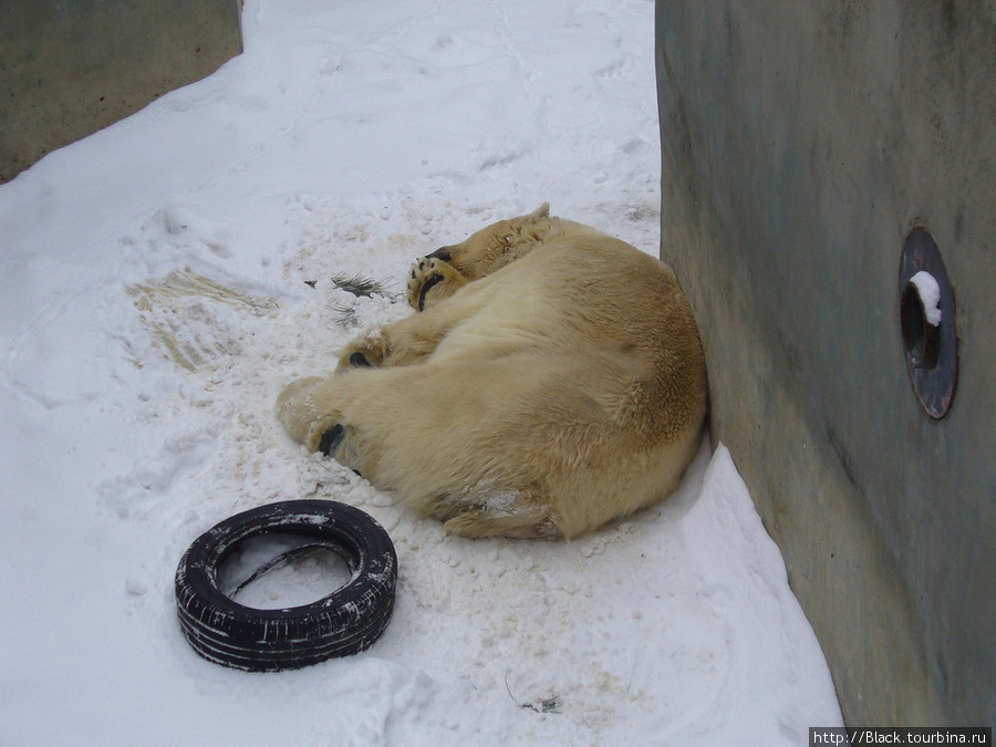 Белый медведь лишь притворяется спящим, на деле же зорко наблюдает за всем Харьков, Украина