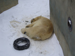 Белый медведь лишь притворяется спящим, на деле же зорко наблюдает за всем