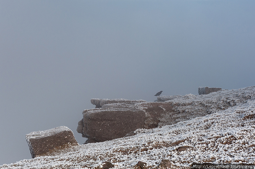 Сумасшедшая ворона на высоте 919 метров Графство Типперэри, Ирландия