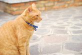 Практически у всех кошек и собак, которые бегают по улицам, есть медальончик с именем и адресом.
