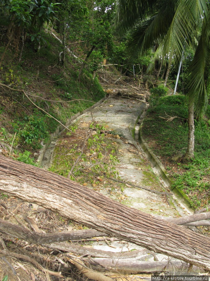 После наводнения — завалы деревьев Сандакан, Малайзия
