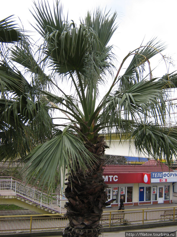 пальма в феврале в Лазаревском Лазаревское, Россия
