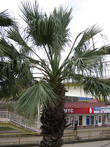 пальма в феврале в Лазаревском