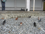 голуби на пляже в Лазаревском