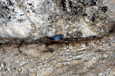 Дикий голубь — один из обитателей пещеры
