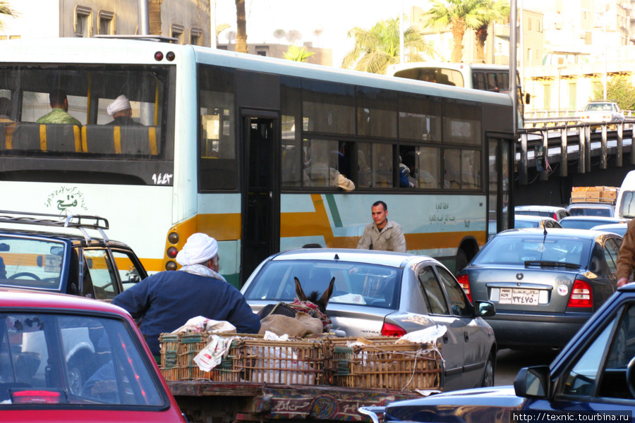 В Каире машины, гужевые повозки, автобусы — все вместе стоят в бесконечных пробках