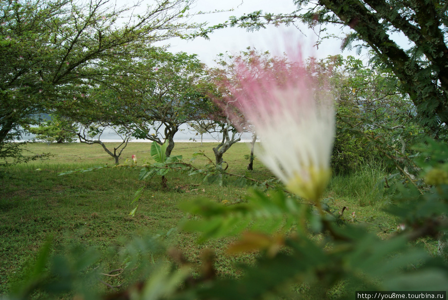 Привет Кротову (А в глазах Африка - 32) Острова Сесе, Уганда