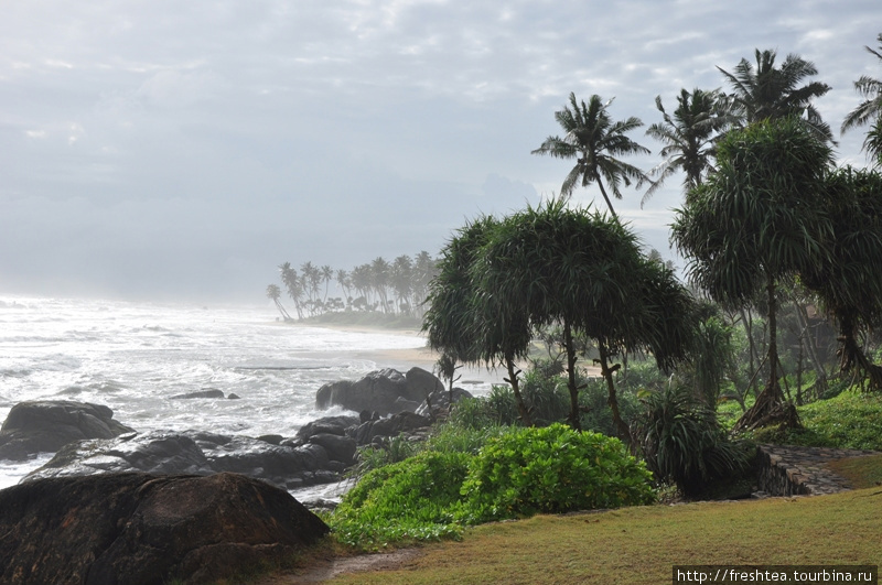 На дальнем мысу ливень, а на терассу пока падают лишь редкие тяжелые капли. Шри-Ланка