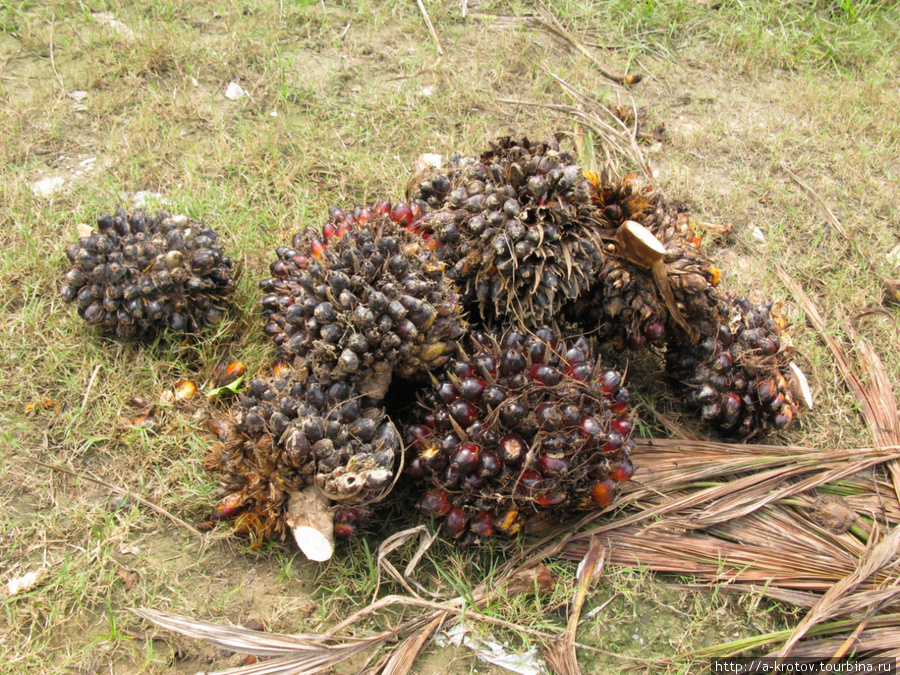 Плоды масличной пальмы Кудат, Малайзия