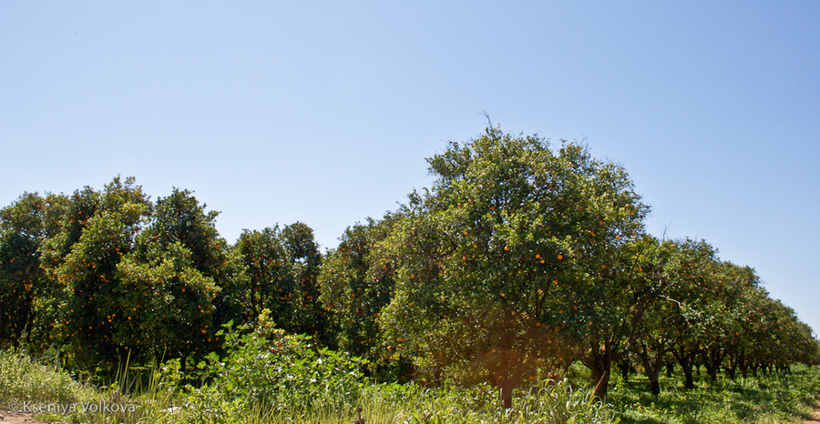 Апельсиновые рощи под Лимассолом Район Лимассол, Кипр