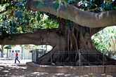 Просто огромное дерево. В Бразилии есть большие деревья, но немного другие, корни у которых свешиваются с веток и потом врастают в землю.