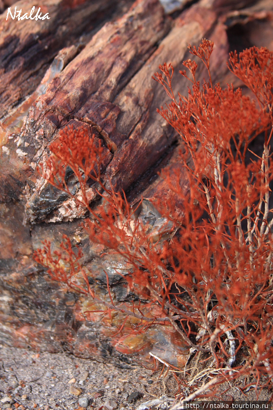 Про окаменевшие деревья и цветную пустыню Национальный парк Петрифайд-Форест, CША