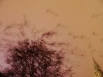 с каждым шагом вороны разлетаются с облюбованного дерева в парке за Телебашней (Fernsenturm) рядом с Городской Ратушей (Rathhaus)