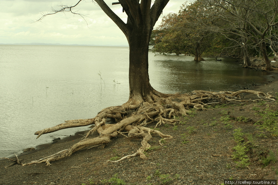 На отдаленных пляжах деревья оголяют свои корни Остров Ометепе, Никарагуа
