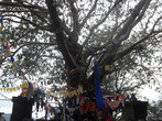 А это — священное дерево Бодхи. О нем тоже отдельно нужно