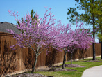 Весной очень красиво цветут деревьякрасные почки- редбад