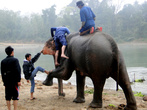 Спуск со слона требует определенной человеческой  ловкости. Слон, как может, помогает и себе и человеку, сделав упор на хобот