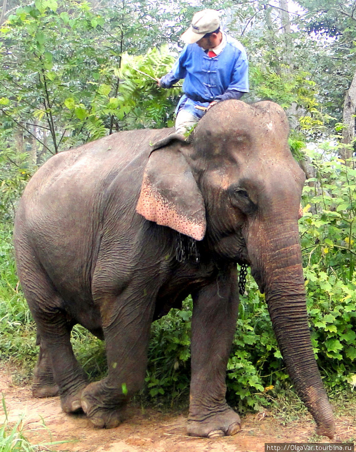 Погонщик слонов Луанг-Прабанг, Лаос