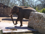 Слонов в зоопарке несколько, нам позировал один.