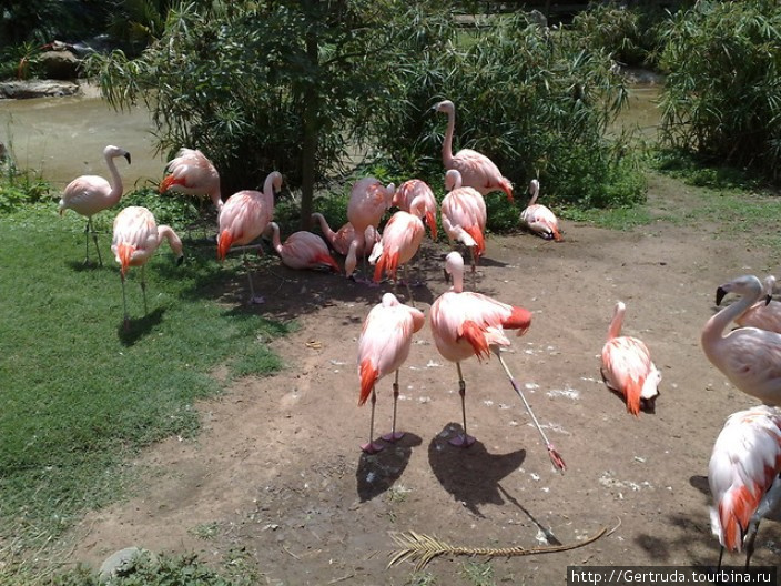 Какие прекрасные птицы — фламинго! Хьюстон, CША