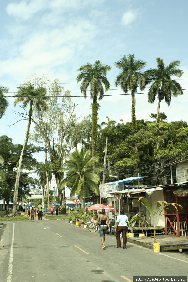 Пальмы торчат во всех углах города Бокас-дель-Торо, Панама