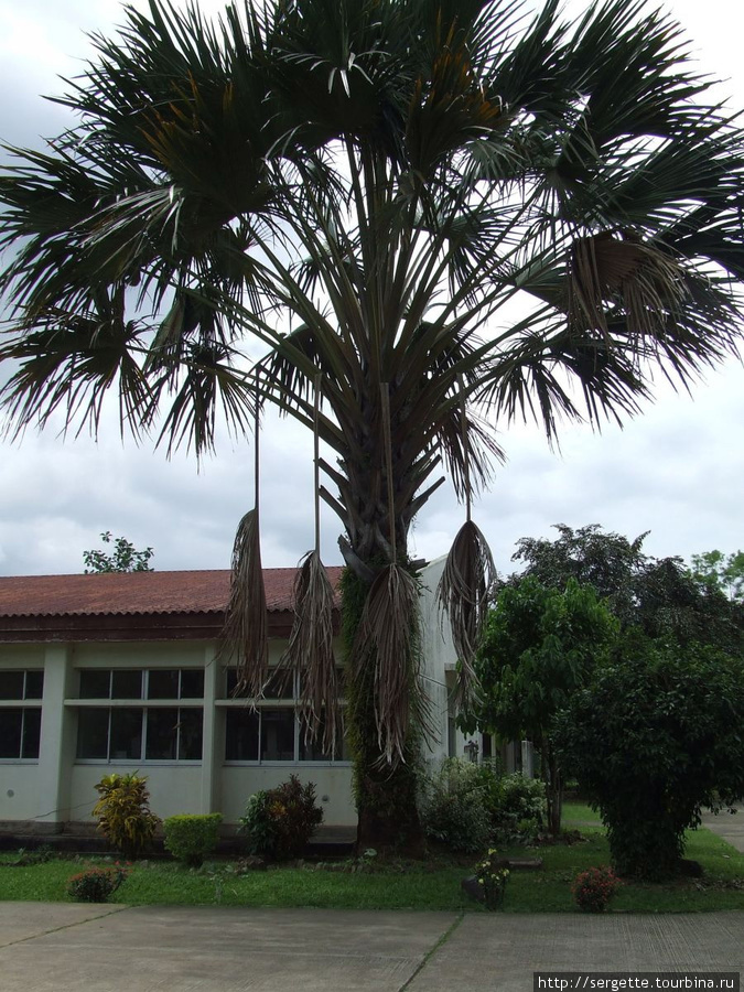 Тропические деревья не перестают удивлять Пуэрто-Принсеса, остров Палаван, Филиппины