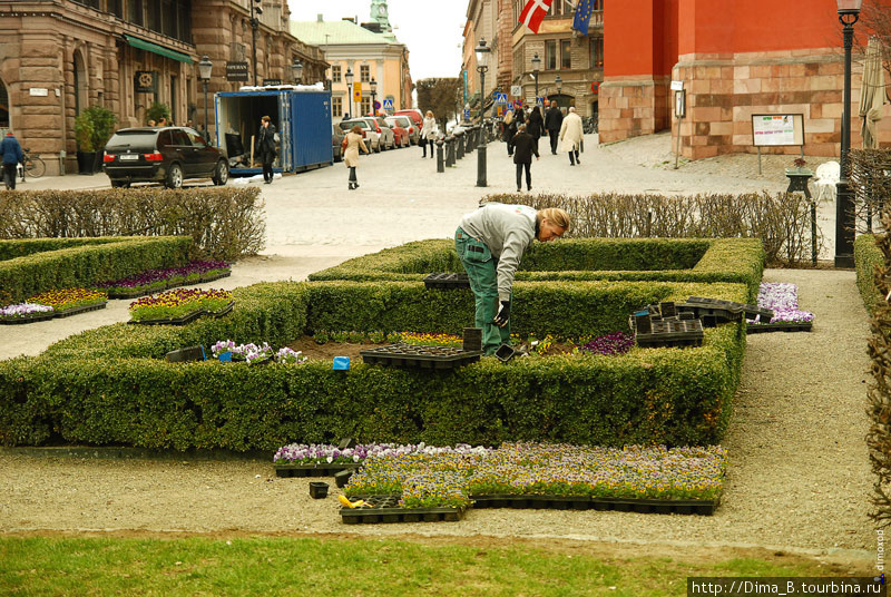 Женщина сажает цветы на газоне. Стокгольм, Швеция