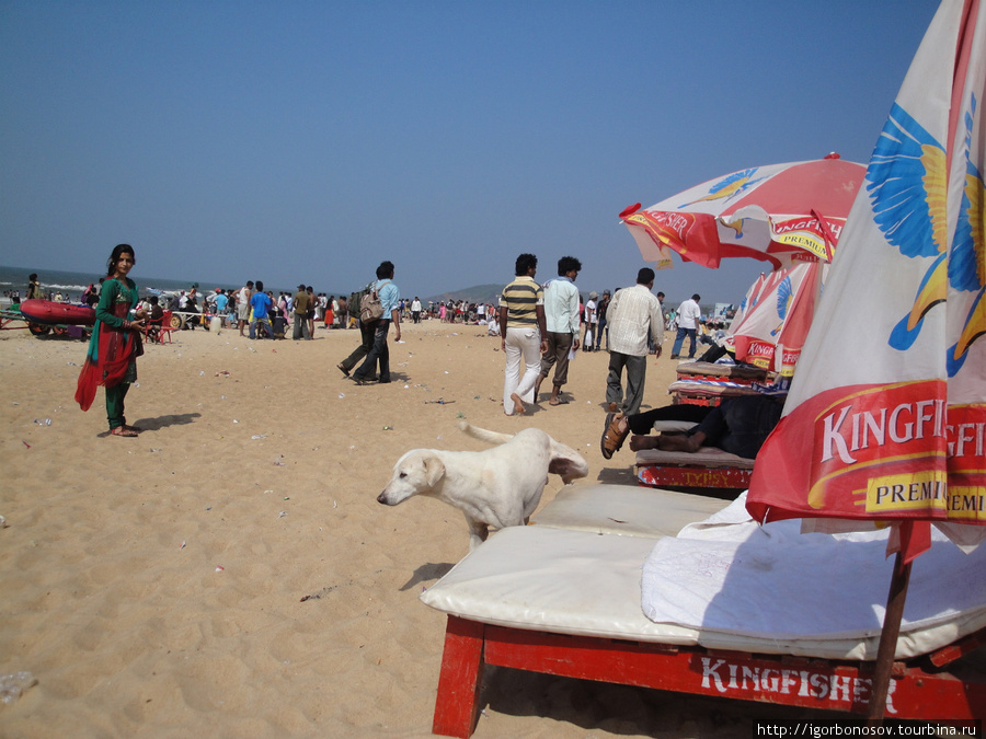 Собачка метит лежак. Калангут, Индия