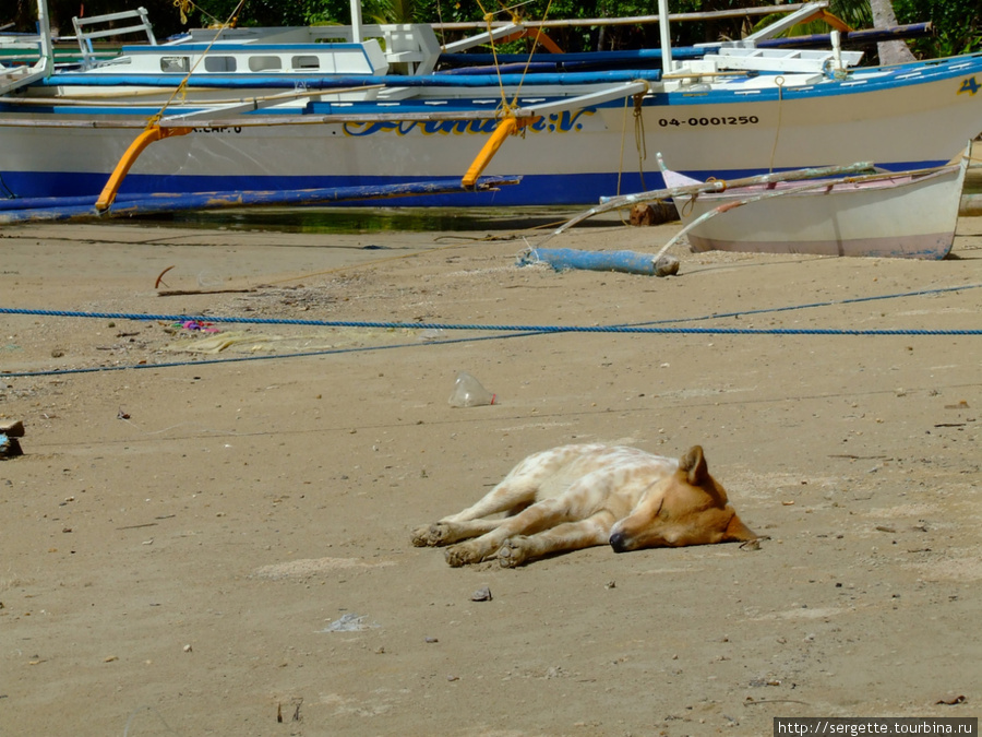 Соленый морской волк уматался Пуэрто-Принсеса, остров Палаван, Филиппины